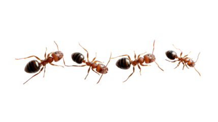 Ants Marching in Line: A high-angle shot captures a line of ants, each showcasing intricate detail, moving together in a testament to their collaborative spirit.