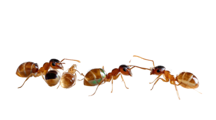 Ants' Cooperation: A detailed shot shows the extraordinary teamwork of ants, emphasizing their collective effort and communal living style. 