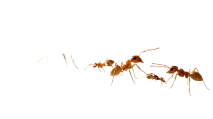Diligent Ants in Line: A macro shot unveils the meticulous formation of ants, each driven by purpose, marching in a determined procession against a contrasting canvas.