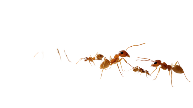 Diligent Ants in Line: A macro shot unveils the meticulous formation of ants, each driven by purpose, marching in a determined procession against a contrasting canvas.