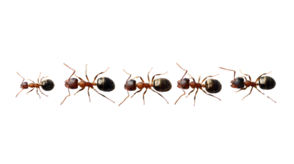 Marching Ants: A line of ants moves forward, demonstrating the insect's hard work and organized behavior. 