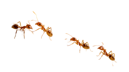 Ant Interactions: Four ants, captured in exquisite detail, engaging in intricate interactions, conveying the complexities of insect communication and social behavior.