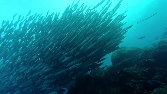 Maratua, Indonesia: Underwater footage of a large school of barracudas swirling in the water of the Chanel scuba diving site in Maratua in the Derawan islands in Indonesian Borneo with a slow motion