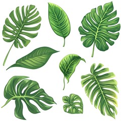 Collection of Various Tropical Green Leaves with Detailed Textures and Shapes on White Background