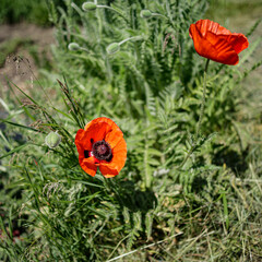 Red poppy, Papaver rhoeas L. , flowering in spring in the garden
