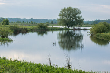 summer landscape with lake