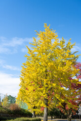 青い空に映えるイチョウ