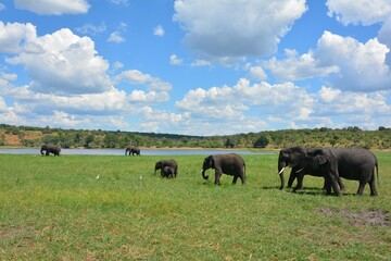 チョベ国立公園の野生のアフリカゾウの家族