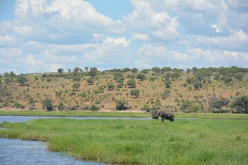 チョベ川の中州にいる野生のアフリカゾウ