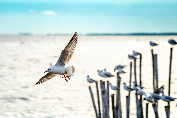 seagull in flight