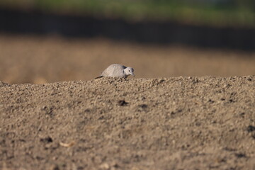 Ring necked dove standing on sand. Bird background.