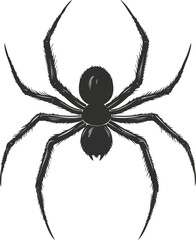 Realistic Monochrome Arachnid Drawing