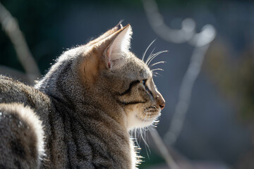 Portrait d’un jeune chat tigré