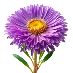 Aster flower isolated on white background