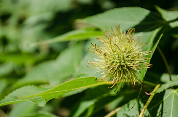 Chestnut bur hangs among vibrant green leaves in bright sunlight. Sharp spines contrast softly blurred background, creating natural depth. Warm tones evoke sense of growth