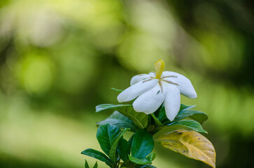 White flower captured in sharp focus, surrounded by lush green leaves. Blurred background creates dreamy, serene ambiance. Soft natural light highlights delicate petals