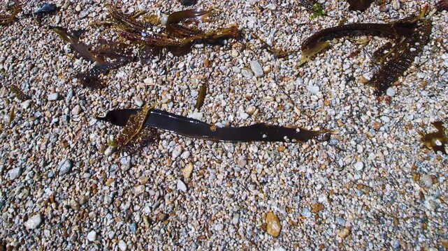 Algae floatsam in the supralithoral of Sea of Japan, sandy shell beach. Japan sea tangle (Laminaria japonica), Red blanket Rhodophyceae. Bossiella compressa, bladderwrack (Fucaceae). Russian Far East