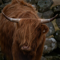 Highland Rind
