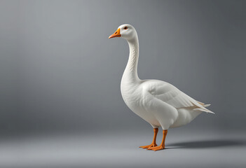 Obraz premium White goose stands gracefully against a neutral background showcasing its elegant form and unique features