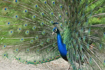 Rad schlagender Pfau