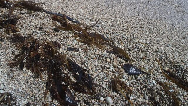 Algae floatsam in the supralithoral of Sea of Japan, sandy shell beach. Japan sea tangle (Laminaria japonica), Red blanket Rhodophyceae. Bossiella compressa, bladderwrack (Fucaceae). Russian Far East