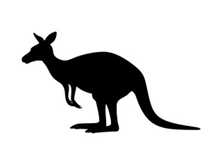 Full Body Of A Red Kangaroo Standing On A