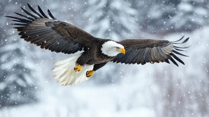 Fototapeta premium Adult bald eagle in flight over snowy alaskan landscape featuring haliaeetus leucocephalus washingtoniensis gliding through winter sky in majestic wildlife scene 