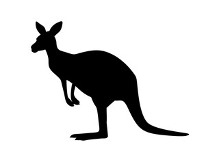 Red Kangaroo Standing Alert With Ears Perked Up