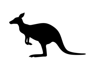 Full Body And Partial Close Up Of A Kangaroo In