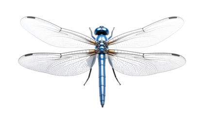 dragonfly toy insect with transparent wings and metallic body object isolated on solid white background Png