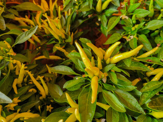 Small hot peppers. The bird's eye chili or Thai pepper is a variety of pepper from the Capsicum...