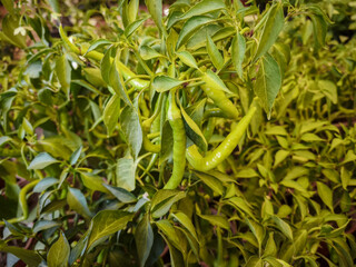 Fototapeta premium Hot green pointed peppers in the greenhouse.