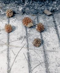 A pine cone lying on the concrete floor
