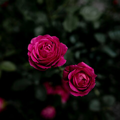 柔らかい光の薔薇の花