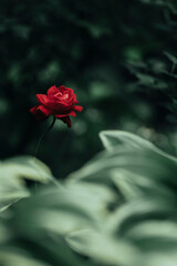 柔らかい光の薔薇の花
