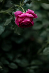 柔らかい光の薔薇の花