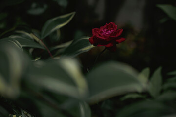 柔らかい光の薔薇の花