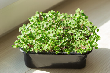 Sprouted curly leaf kale in container on a windowsill. Organic micro greens. Healthy eating.
