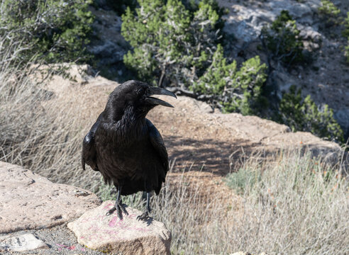 Common Raven on the south rim of The Grand Canyon, Arizona, USA