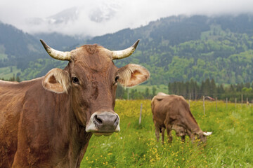 Kuh - Allg&auml;u - Bauernhof - Oberstdorf - Fr&uuml;hling - Braunvieh