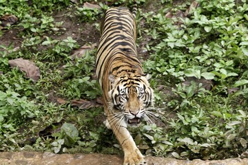top view of sumatran tiger walking on grass looking ahead