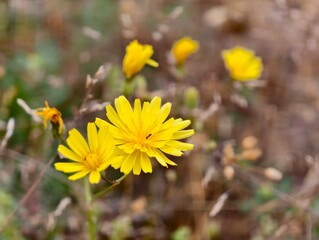 Varieties of the most beautiful flowers of the southern city