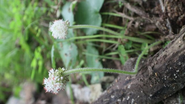 Coltsfoot (Petasites tatewakianus forest meadows of Russian Far East, coast of the Sea of Japan, Primorsky Krai