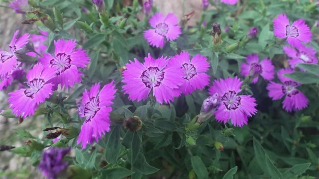 Amur carnation Reddish-purple. Russian Far East. A feral specimen