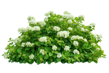 Hydrangea Garden Shrub Illustration – White Background