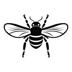 Obraz premium Insect black color on isolated white background