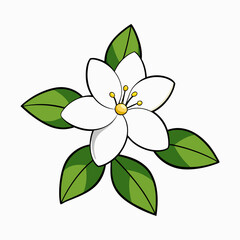 Fototapeta premium jasmine flower vector illustration
