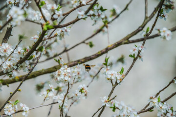April - Fühling - Spring