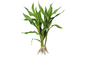 A bunch of corn plants isolated white background