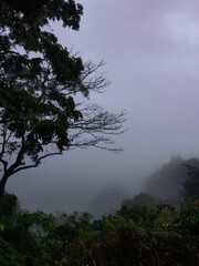 trees in the fog